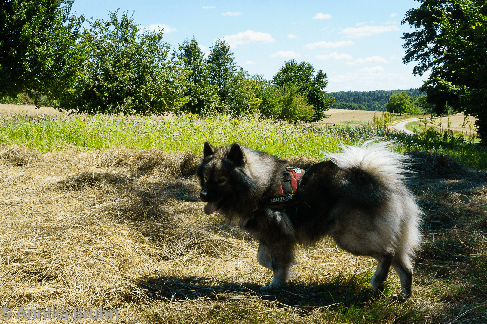Q der kleine Schattenhund